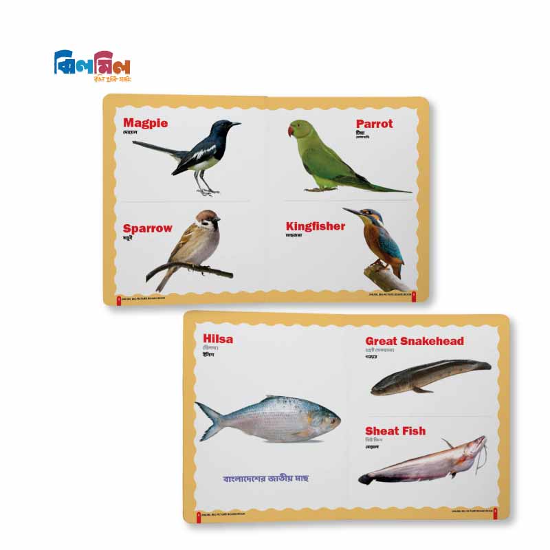 Big Picture Board Book (14 Books) + 8.5 Writing Tab